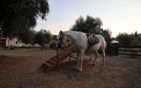 Geübte Reiter können Ausritte buchen...